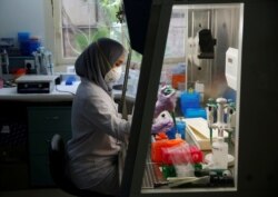 Seorang petugas laboratorium sedang menyiapkan medium untuk menumbuhkan virus di laboratorium Lembaga Biologi Molekuler Eijkman di Jakarta, 31 Agustus 2016. (Foto: Reuters)