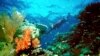 Koralni grebeni teško podnose teret klimatskih promjena