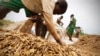 L'Afrique dépense 7 milliards de dollars par an pour ses importations de riz