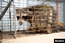 A raccoon sits in a cage before being taken to be released in the wild, in the loading dock of the UBS Plaza tower in St. Paul, Minnesota, June 13, 2018, in this image obtained from social media.