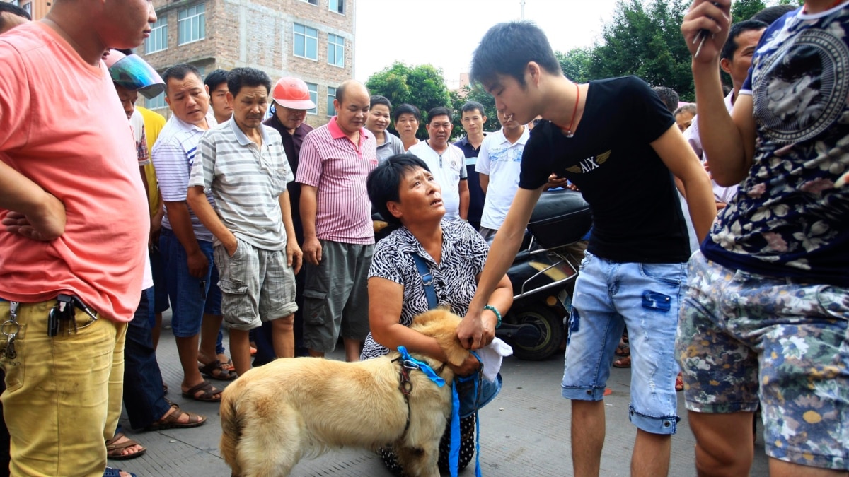 China's Dog Meat Festivals Slowly Losing Popularity