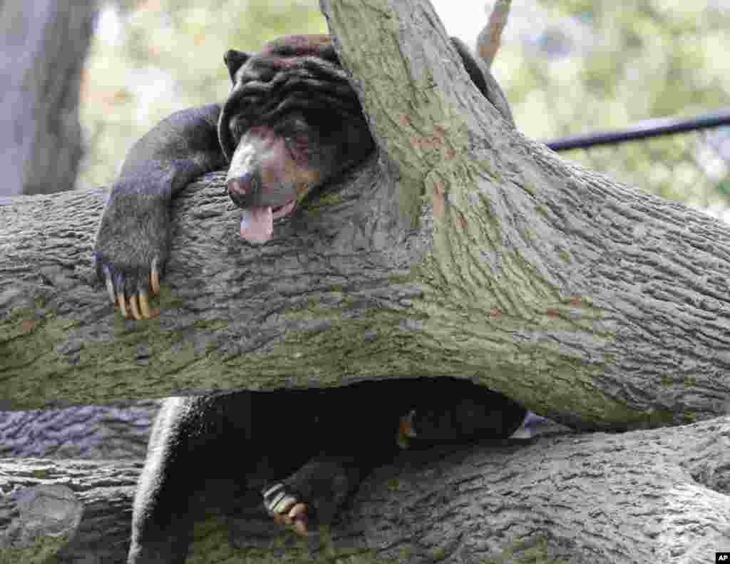 A sun bear, native to the tropical forests of Southeast Asia, sleeps in a tree at the Henry Doorly Zoo in Omaha, Nebraska, July 11, 2017.