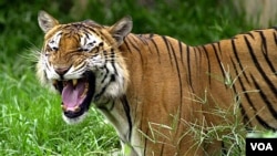 Mahkamah Agung India memerintahkan larangan kunjungan wisata harimau untuk melindungi populasi hewan ini dari kepunahan (foto: dok).