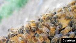 Beekeeper Marcie LeFevre has been keeping bees since 2014. Here is a close up picture of her bees in their hive. (Image courtesy of Marcie LeFevre)