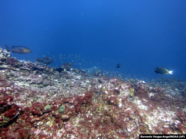 This May 2016 photo provided by NOAA shows bleaching and some dead coral around Jarvis Island, which is part of the U.S. Pacific Remote Marine National Monument.