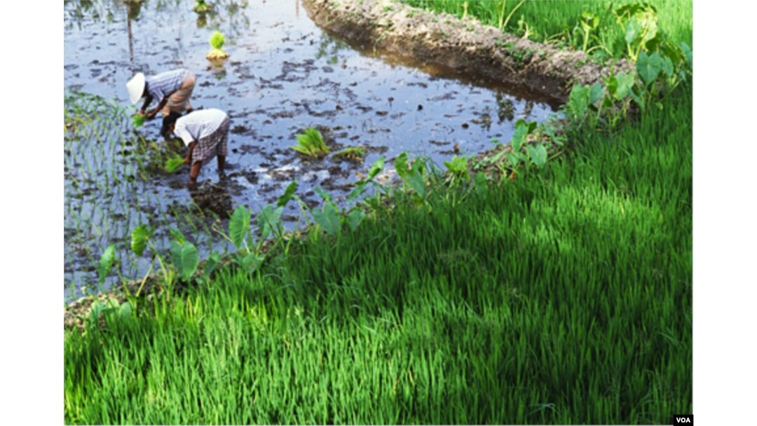 Bila mata rantai diperpendek, petani akan mendapat lebih banyak keuntungan dari hasil panen mereka.