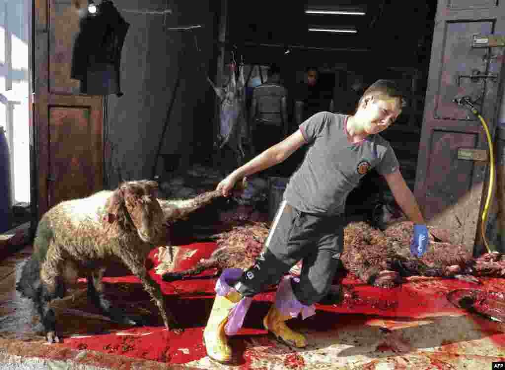 Palestinian Muslims slaughter animals during celebrations for Eid al-Adha in the West Bank village of village of al-Tweineh.