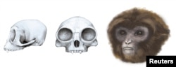 The extinct ape Pliobates cataloniae, with the front and side view of its skull, is seen in this reconstruction illustration by the Catalan Institute of Paleontology near Barcelona.