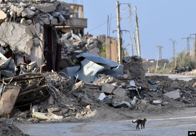A cat walks past a destroyed building in the village of Sousa, near the village of Baghuz, in the eastern Syrian province of Deir Ezzor March 21, 2019.