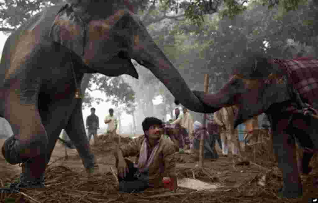 An Indian mahout watches as seven-year old female elephant Laxmi reaches with her trunk to touch her daughter 13-month old baby elephant Rani at the Sonepur Fair, in Sonepur, Bihar, near Patna, India, Tuesday, Nov. 15, 2011. The fair, which is held annual