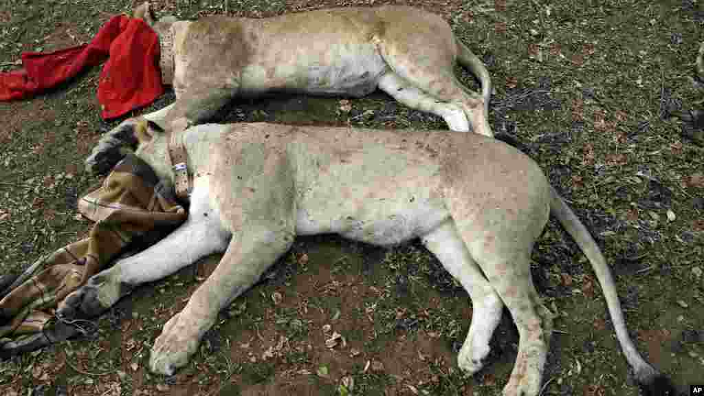 A sedated, blindfolded lions lays in the dirt in Phinda Private Game Reserve, South Africa, Monday, June 29, 2015. The sedated, blindfolded lions lay in the dirt, unwitting passengers about to embark on a 30-hour, 2,500-mile (4,000-kilometer) journey by truck and plane from South Africa to Rwanda, whose lion population was wiped out following the country’s 1994 genocide.