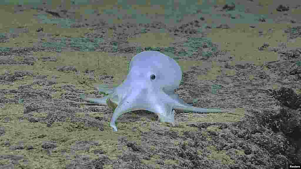 An incirrate octopod is shown at a depth of 4,290 meters taken by a remotely operated underwater vehicle Deep Discoverer near Necker Island, or Mokumanamana, on the northwestern end of the Hawaiian Archipelago in this image courtesy of NOAA Office of Ocean Exploration and Research, Hohonu Moana 2016, released on March 5, 2016.&nbsp;