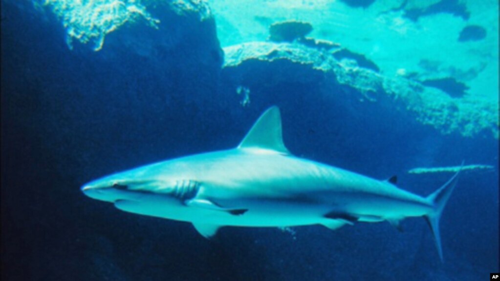 Bigger fish in the sea dating site