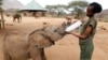 Goat’s Milk Fed to Protected Elephants in Kenya