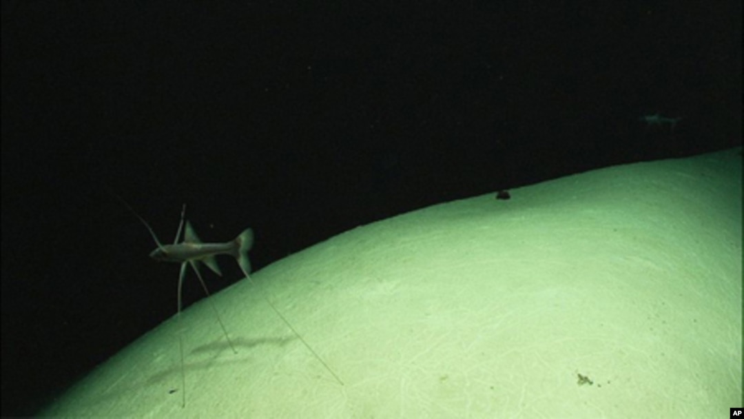 Diving Deep: Unveiling the Ocean's Abyss 