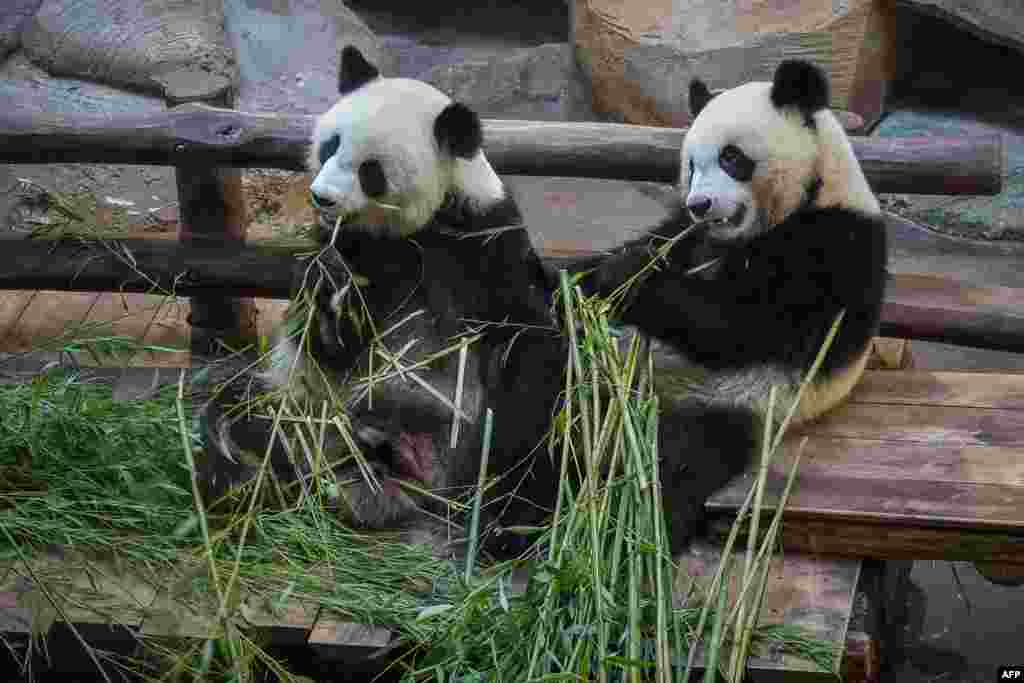 Panda cub Yuan Meng (R) and its mother Huan Huan eat bamboo in their enclosure at the Zoo de Beauval in Saint-Aignan-sur-Cher, central France, Aug. 26, 2019.