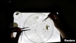 A scientist looks at sea sample taken from the Mediterraneean Sea as part of a scientific study about microplastics damaging marine ecosystems, at the Villefranche Oceanographic Laboratory (LOV), in Villefranche-Sur-Mer on the French Riviera, France, Octo