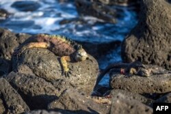 Galapagos marine iguanas (Amblyrhynchus cristatus) sunbathe at the Tortuga Bay beach on the Santa Cruz Island in Galapagos, Ecuador, Jan. 20, 2018.