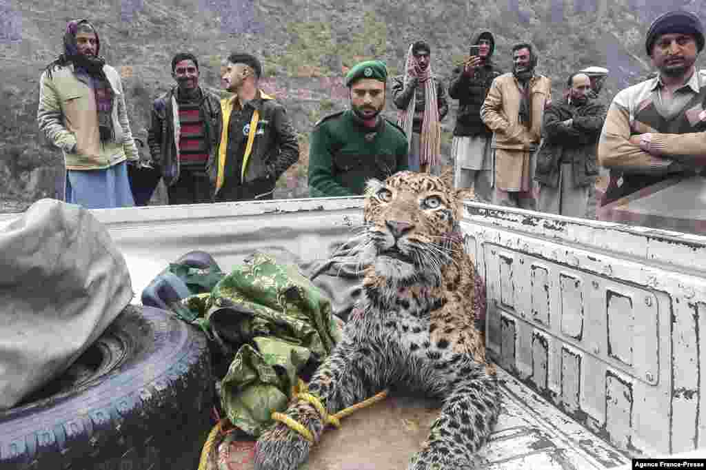 An employee (C) of the Azad Jammu and Kashmir (AJK) wildlife department rescues an injured leopard at Neelum Valley, India, Jan. 22, 2022.