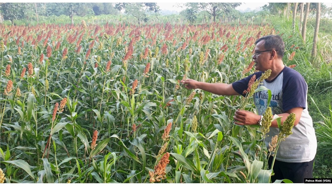 Alternatif Tanaman Pangan Pokok Upaya Mewujudkan Ketahanan Pangan Alternatif Tanaman Pangan Pokok Upaya Mewujudkan Ketahanan Pangan