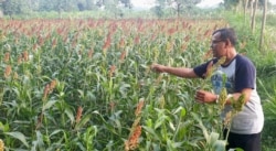 Romo Marcelinus Hardo Iswanto, CM, menunjukkan bulir sorgum yang siap panen, di pertanian organik Gubug Lazaris, Pare, Kediri. (Foto: VOA/Petrus Riski)