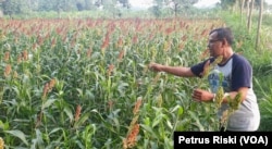 Romo Marcelinus Hardo Iswanto, CM, menunjukkan bulir sorgum yang siap panen, di pertanian organik Gubug Lazaris, Pare, Kediri. (Foto: VOA/Petrus Riski)