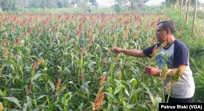 Romo Marcelinus Hardo Iswanto, CM, menunjukkan bulir sorgum yang siap panen, di pertanian organik Gubug Lazaris, Pare, Kediri. (Foto: VOA/Petrus Riski)