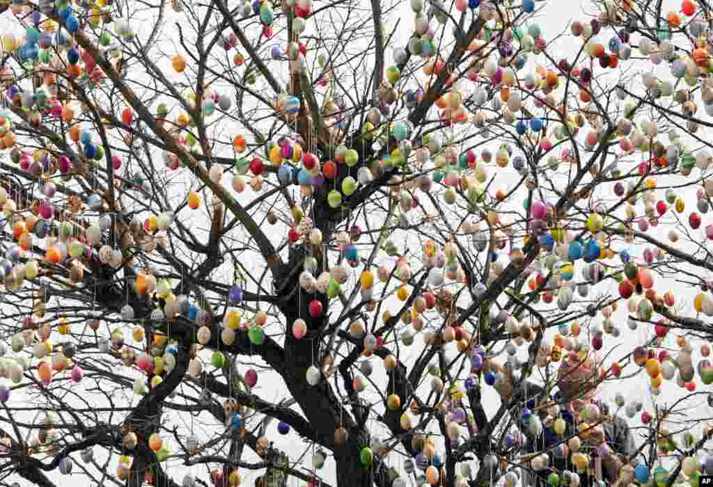 Uwe Gerstenberg decorates a robinia tree with nearly 10,000 painted Easter eggs in Saalfeld, central Germany.