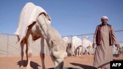 En Arabie saoudite, un "hôtel" de luxe pour chameaux
