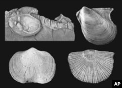 These small shelled marine animals were some of the most common inhabitants of the late Devonian period.