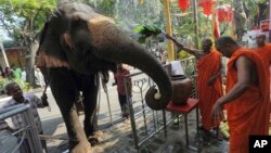 FILE - Sri Lankan Buddhist monks bless a domesticated elephant brought in for a Buddhist temple festival in Colombo, Sri Lanka, Feb. 24, 2013. For Buddhists, who make up 70 percent of the island's 20 million population, elephants are believed to have been