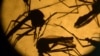 Evidence Mounting Zika Virus Causes Paralytic Disease