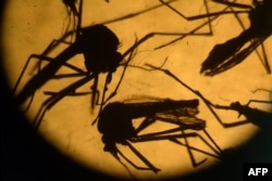 FILE - Aedes aegypti mosquitos are photographed in a laboratory at the University of El Salvador, in San Salvador, Feb. 3, 2016.