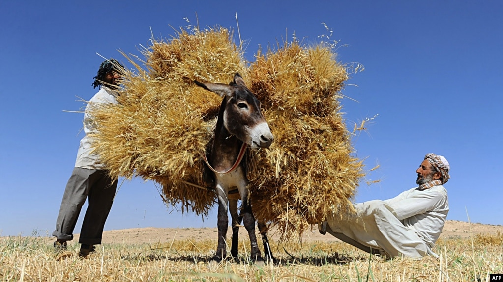 FILE - Afghan farmers load a donkey as they harvest wheat on the outskirts of Herat on June 23, 2014.