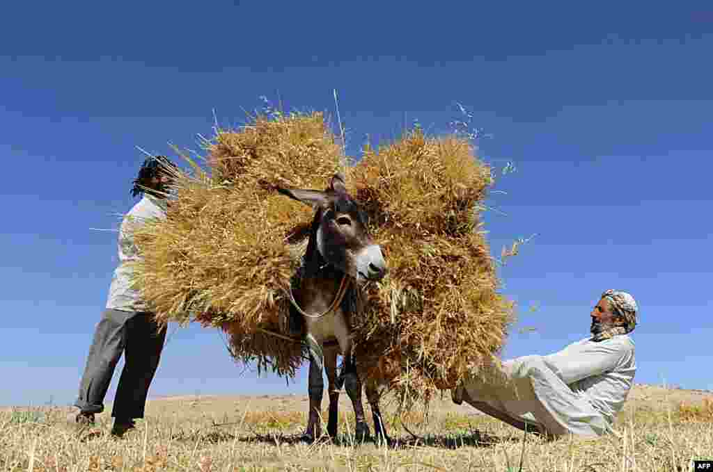 Afghan farmers load a donkey as they harvest wheat on the outskirts of Herat.