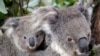 Australia Lost One-Third of its Koalas in Last Three Years