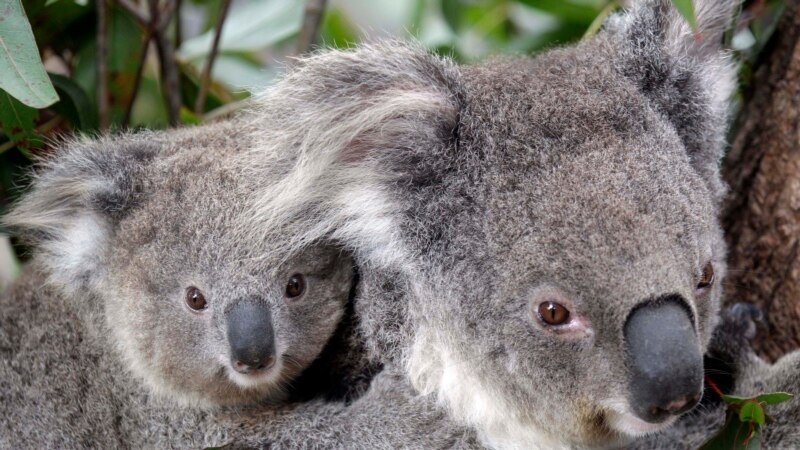 Australia Lost One-Third of its Koalas in Last Three Years