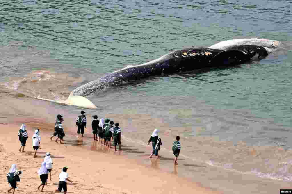 호주 시드니 남부의 와타몰라 해변에서 관광객들이 파도에 휩쓸려온 고래 사체를 바라보고 있다.