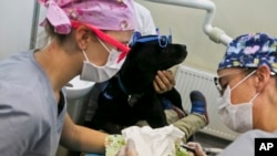 Anjing terapi membantu menenangkan seorang anak saat menjalani pemeriksaan medis di sebuah rumah sakit di Santiago, Chile, 28 April 2017. (Foto: dok).