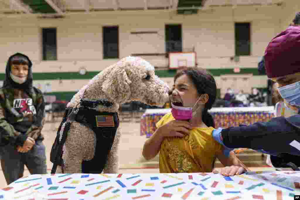 Leanna Arcila, 7, is licked by Watson, a therapy dog with the Pawtucket police department, as she receives her COVID-19 vaccination at Nathanael Greene Elementary School in Pawtucket, Rhode Island, Dec. 7, 2021.