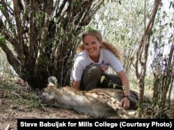 Biologist Jennifer Smith, a Mills College assistant professor, has studied animals' leadership skills. She's shown with a tranquilized spotted hyena in Kenya in an undated photo.