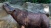 Kebun Binatang Ohio Kirimkan Badak ke Indonesia untuk Dikawinkan