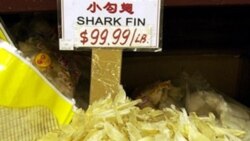 Shark fins for sale in a shop in the Chinatown area of Los Angeles