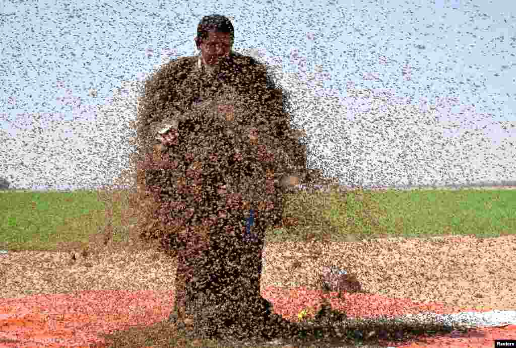 Səudiyyə Ərəbistanında Tabukda bədənini arılar örtmüş kişi fotosunu çəkdirir.