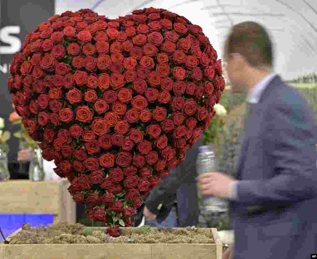 A man watches a heart of roses at IPM, one of the world&#39;s leading horticultural trade fair in Essen, Germany.