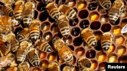 Detail of bees on their hive on the rooftop of the Tour d'Argent restaurant overlooking the River Seine in Paris, September 24, 2010.