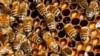 Những chất trong mật ong giúp ong trung hòa độc tố