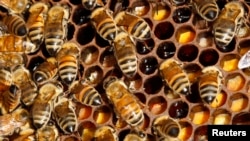 FILE - Bees are pictured on a hive.
