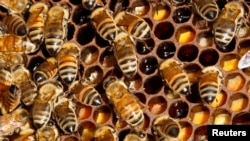 FILE - Bees on their hive in Paris, France, Sept. 24, 2010.