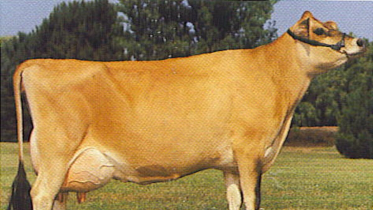 Zimbabwe Dairy Industry Seen on Verge of Collapse Following Decade of Land Reform